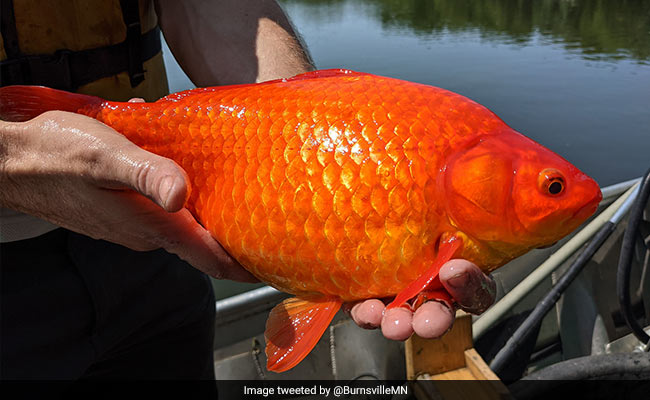Pet Goldfish, Released In Minnesota Lake, Grow To Gigantic Proportions