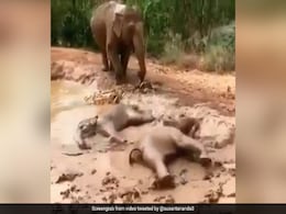 हाथी के बच्चों ने पानी से भरे गड्ढे में की मस्ती, लेटकर ऐसे लिया Mud Bath, Video ने जीता लोगों का दिल हाथी के बच्चों ने पानी से भरे गड्ढे में की मस्ती, लेटकर ऐसे लिया Mud Bath, Video ने जीता लोगों का दिल