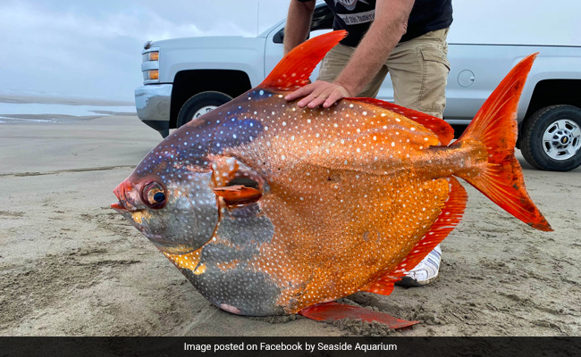 समुद्र में पहली बार इस जगह मिली इतनी सुंदर और विशाल मछली, तस्वीर देख हैरान रह गए लोग