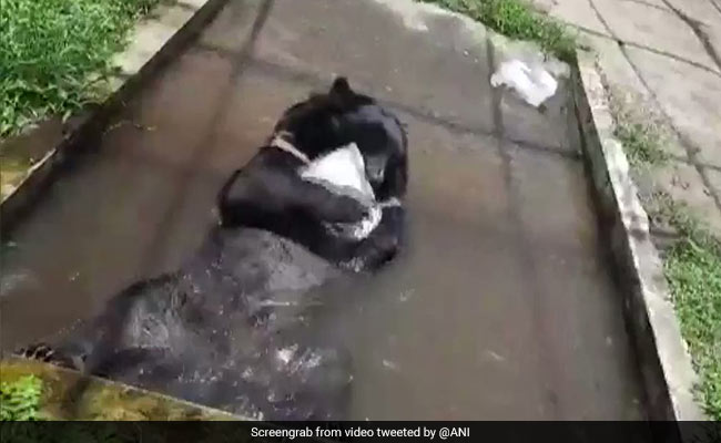Watch: Himalayan Black Bear Plays With Block Of Ice To Beat The Heat