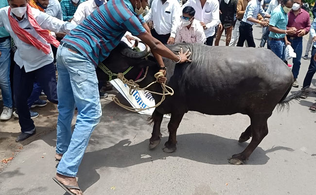 Buffalo Brought To Protest Site Goes On The Rampage, 1 Injured