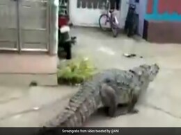 Video: Big Crocodile Found Strolling In Front Of Houses In Karnataka Video: Big Crocodile Found Strolling In Front Of Houses In Karnataka