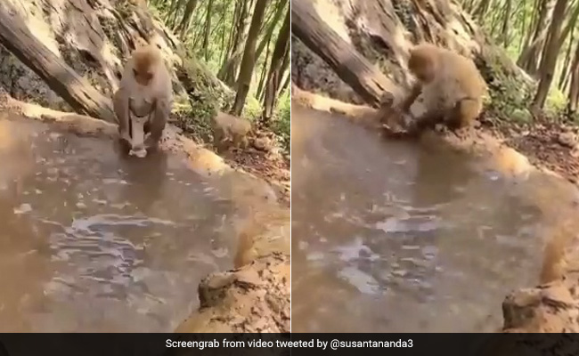Hilarious Video Shows Mama Monkey Struggling To Give Baby A Bath