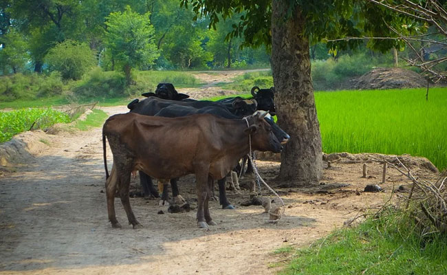 17 Buffaloes Run Over By Goods Train In Karnataka