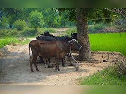 श्योपुर में मवेशी चोरों का आतंक... किसान की 41 भैंस ले गए बदमाश, तीन थानों की पुलिस ने जंगल से बरामद किया