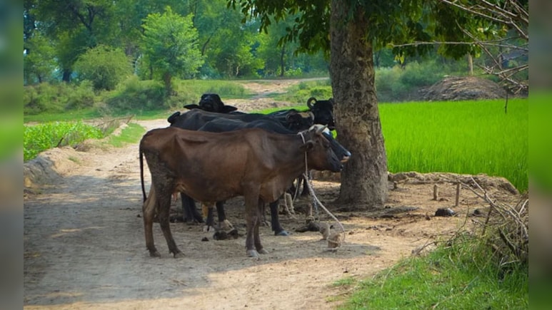 श्योपुर में मवेशी चोरों का आतंक... किसान की 41 भैंस ले गए बदमाश, तीन थानों की पुलिस ने जंगल से बरामद किया