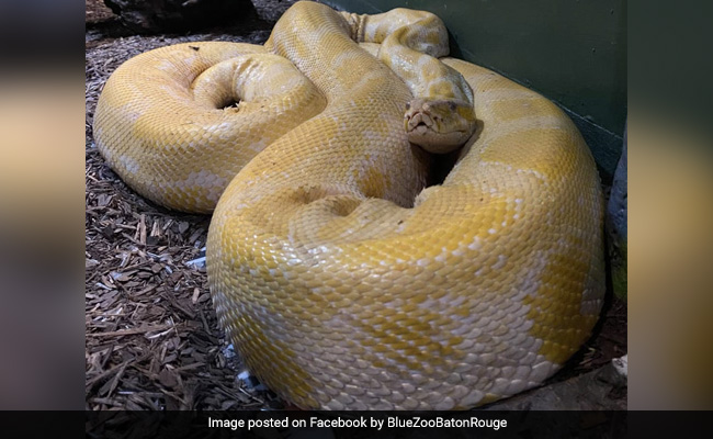 चिड़ियाघर से भाग निकला 12 फुट का सांप, 2 दिन बाद शॉपिंग मॉल में मिला, ऐसे निकाला गया बाहर - देखें Shocking Video