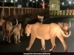 रात के अंधेरे में हाईवे पर एकसाथ टहलते दिखे 5 शेर, कैमरे में कैद हुआ गुजरात का ये खौफनाक मंजर - देखें Shocking Video रात के अंधेरे में हाईवे पर एकसाथ टहलते दिखे 5 शेर, कैमरे में कैद हुआ गुजरात का ये खौफनाक मंजर - देखें Shocking Video