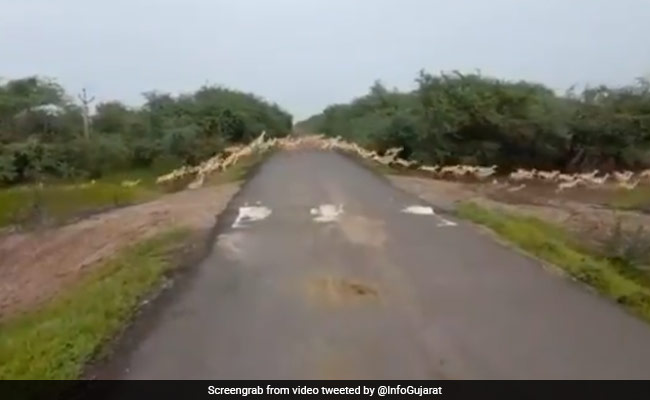 "Excellent": PM Shares Video Of "Over 3,000 Blackbucks" Crossing A Road