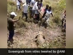 12 फुट लंबे मगरमच्छ का ऐसे किया गया रेस्क्यू, स्थानीय लोगों ने वन विभाग को सौंपा - देखें Viral Video