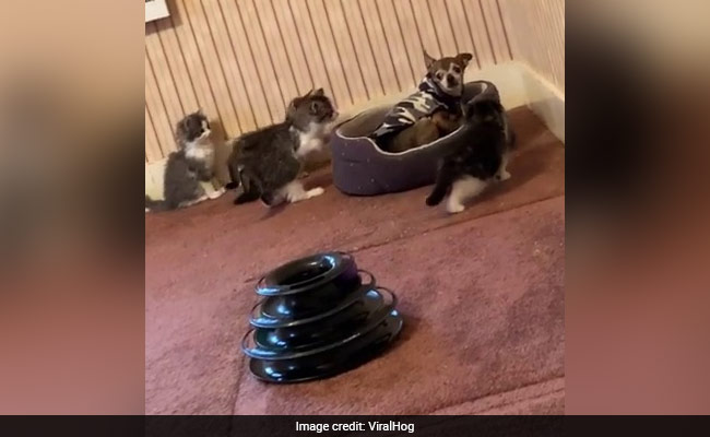 Rescue Dog Surrounded By Curious Kittens In Adorable Video