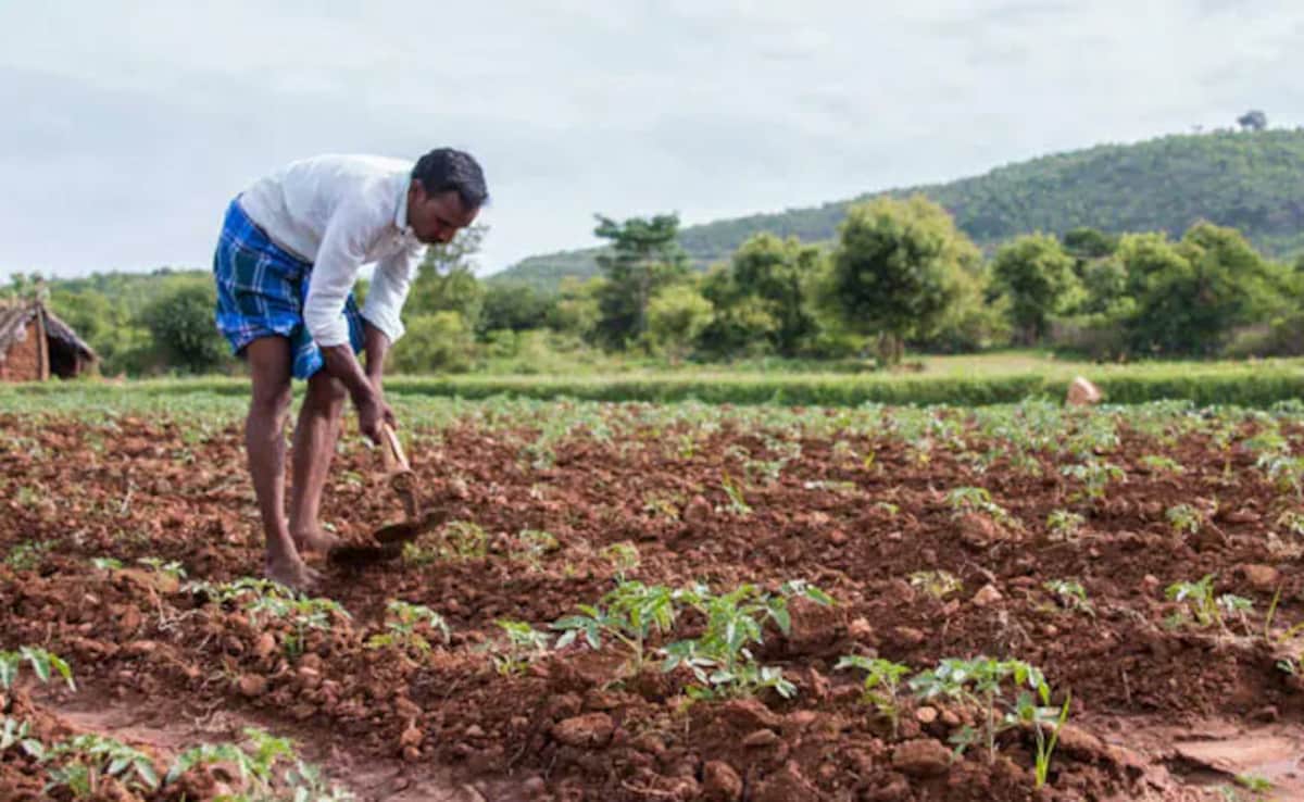 Double Shock For Madhya Pradesh Farmers: Rain, And Now Power Supply Cap