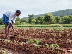 Double Shock For Madhya Pradesh Farmers: Rain, And Now Power Supply Cap
