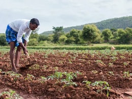 Double Shock For Madhya Pradesh Farmers: Rain, And Now Power Supply Cap