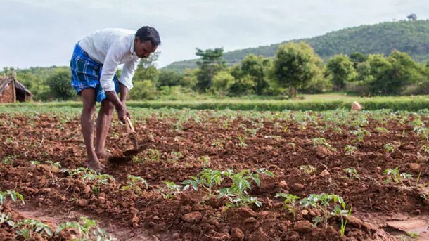 Wrapped In Leaves, Madhya Pradesh Farmers Stage Protest For Land Rights