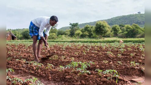झारखंड में मानसून की 50 फीसदी कम बारिश, 97 फीसदी हिस्सों में धान की खेती नहीं हुई शुरू