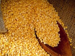 Aligarh: मूंग की बंपर पैदावार के बाद भी किसानों के चेहरे पर छाई मायूसी, नहीं मिल रहा MSP का फायदा Aligarh: मूंग की बंपर पैदावार के बाद भी किसानों के चेहरे पर छाई मायूसी, नहीं मिल रहा MSP का फायदा