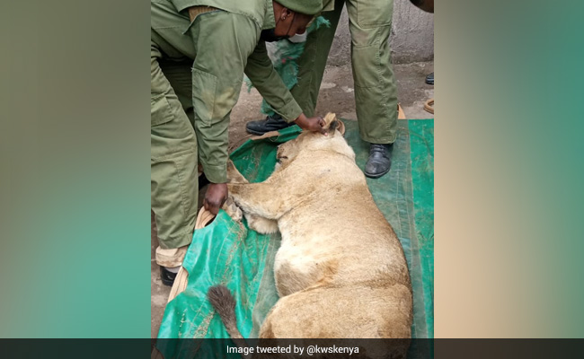 Watch: Lion Strays Outside Kenya's Nairobi National Park, Captured