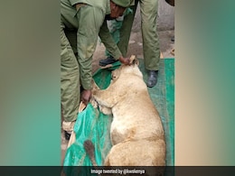 Watch: Lion Strays Outside Kenya's Nairobi National Park, Captured Watch: Lion Strays Outside Kenya's Nairobi National Park, Captured