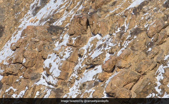 Can You Spot The Snow Leopard In This Image? The Internet Is Struggling