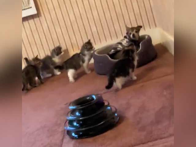 Dog Overwhelmed By Curious Kittens In Adorable Video