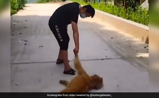 कुत्ते को पीठ पर बैठाकर टहला रहा था शख्स, उतार दिया नीचे, तो ज़मीन पर लेटकर जिद्दी कुत्ते ने की ऐसी हरकत - देखें Funny Video