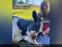 कृष्ण की बांसुरी की तर्ज पर गिटार की धुन की 'फैन' हैं यह गाय - देखें Video कृष्ण की बांसुरी की तर्ज पर गिटार की धुन की 'फैन' हैं यह गाय - देखें Video