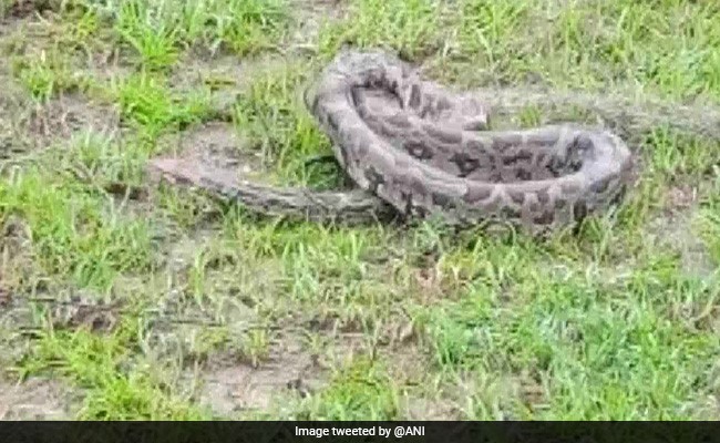 7-Feet-Long Python Rescued In Odisha's Kalahandi