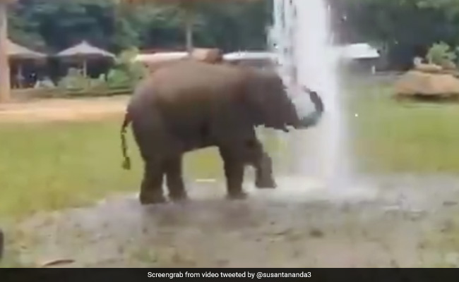 हाथी ने फव्वारे के नीचे जमकर की मस्ती, उछल-उछलकर लगा नहाने, लोग बोले- ये है सच्ची खुशी - देखें Cute Video