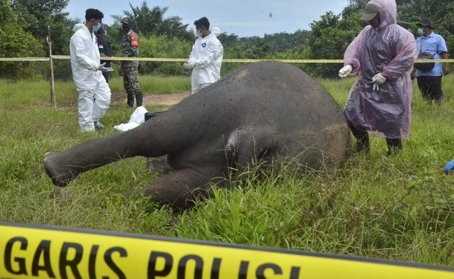 Critically Endangered Sumatran Elephant Found Beheaded In Indonesia