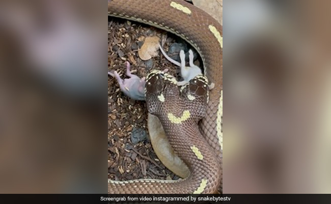 Two-Headed Snake Swallows Two Mice Simultaneously. Video Is Not For The Faint-Hearted