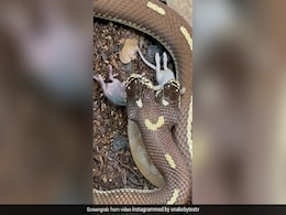 Two-Headed Snake Swallows Two Mice Simultaneously. Video Is Not For The Faint-Hearted Two-Headed Snake Swallows Two Mice Simultaneously. Video Is Not For The Faint-Hearted