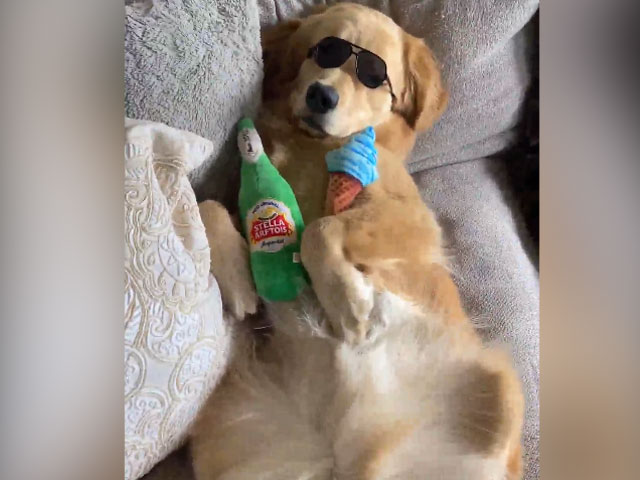 सोफे पर लेटकर स्टाइल में सो रहा था कुत्ता