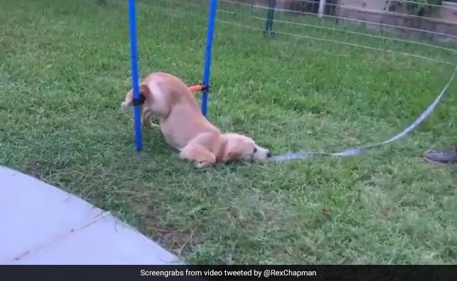 Jump? No, Slump. Puppy Refuses To Get Up During Training In Hilarious Video