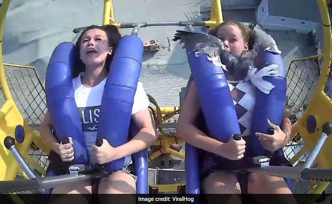 Watch: Teen On Roller Coaster Ride Hit By Seagull