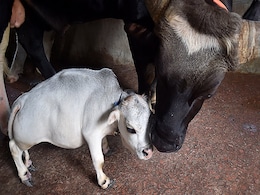 Thousands Flock To See 23-Month-Old Dwarf Cow "Rani" In Bangladesh Thousands Flock To See 23-Month-Old Dwarf Cow "Rani" In Bangladesh