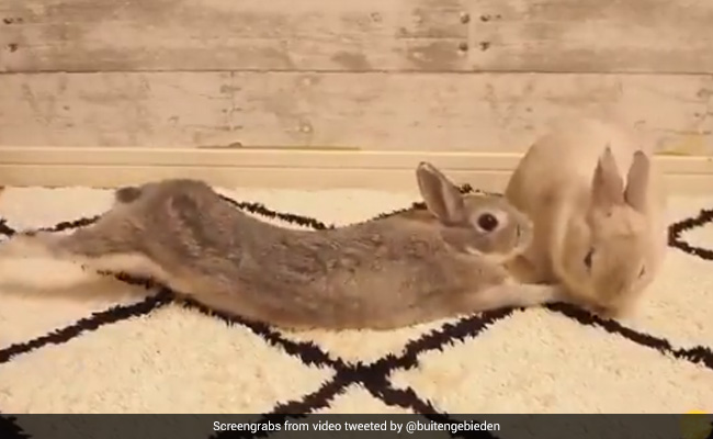 खरगोशों का ये Cute Kiss लोगों को अपने रोमांटिक दिनों की याद दिला रहा है - देखें Video