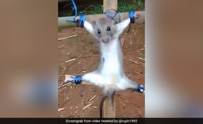 शख्स ने रॉड से बांधे चूहे के हाथ-पैर, फिर डंडे से बेरहमी से की पिटाई, Video देख भड़के लोग, बोले- 'उसे ऐसे क्यों टॉर्चर किया जा रहा है?'