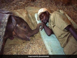 हाथी के बच्चे को अपना कंबल ओढ़ाकर खुद बिना ओढ़े सो रहा था शख्स, फोटो ने जीता लोगों का दिल हाथी के बच्चे को अपना कंबल ओढ़ाकर खुद बिना ओढ़े सो रहा था शख्स, फोटो ने जीता लोगों का दिल