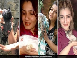 रवीना टंडन के घर में हैं 3 उल्लू, एक बंदर, एक चमगादड़ और कई पक्षी, फोटो देख रह जाएंगे हैरान रवीना टंडन के घर में हैं 3 उल्लू, एक बंदर, एक चमगादड़ और कई पक्षी, फोटो देख रह जाएंगे हैरान