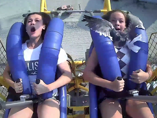 Watch: Seagull Hits Teen In The Face As She Rides Roller Coaster