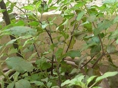 घर में क्यों लगाया जाता है तुलसी का पौधा, ये है धार्मिक महत्व