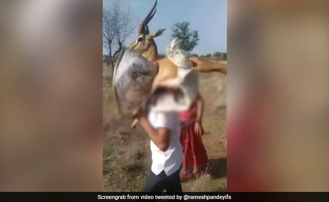 घायल चिंकारा को इलाज के लिए कंधे पर उठाकर ले गया शख्स, लोगों ने की जमकर तारीफ, कहा- दिल से सलाम - देखें Video