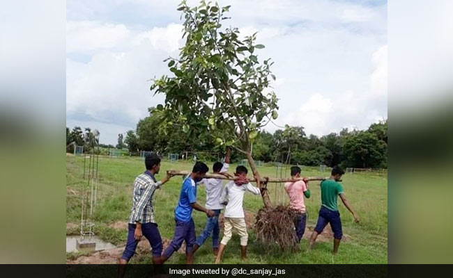 पेड़ को काटकर नहीं, कंधे पर उठाकर दूसरी जगह किया शिफ्ट, Photo ने जीता लोगों का दिल, बोले- ‘लड़कों ने कमाल कर दिया’