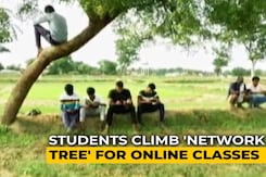 Students Climb "Network Tree" In Maharashtra Village For Online Classes Students Climb "Network Tree" In Maharashtra Village For Online Classes