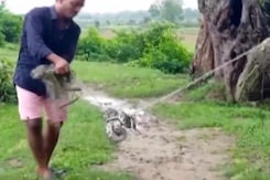 7-Feet Long Python Rescued In Odisha's Kalahandi 7-Feet Long Python Rescued In Odisha's Kalahandi