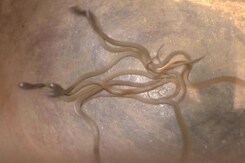 Cobra Hatchlings Rescued In Odisha Cobra Hatchlings Rescued In Odisha