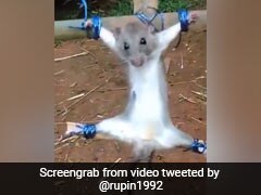 शख्स ने रॉड से बांधे चूहे के हाथ-पैर, फिर डंडे से बेरहमी से की पिटाई, Video देख भड़के लोग, बोले- 'उसे ऐसे क्यों टॉर्चर किया जा रहा है?'