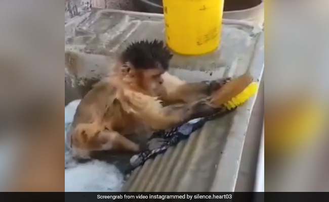 पानी में बैठकर बंदर ने रगड़-रगड़कर धोए कपड़े, Video ने इंटरनेट पर मचाया धमाल, लोग बोले- "हाय कितना क्यूट है"