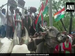 Video: Bullock Cart Carrying Protesting Maharashtra Congress Workers Collapses Video: Bullock Cart Carrying Protesting Maharashtra Congress Workers Collapses